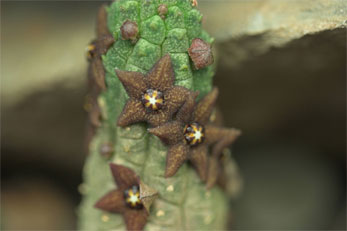 Echidnopsis dammanniana
