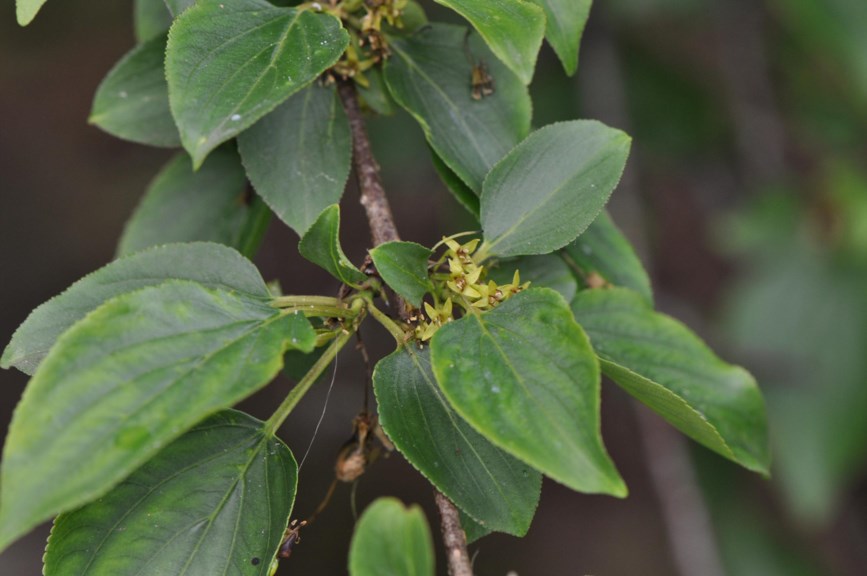 Rhamnus saxatilis subsp. saxatilis
