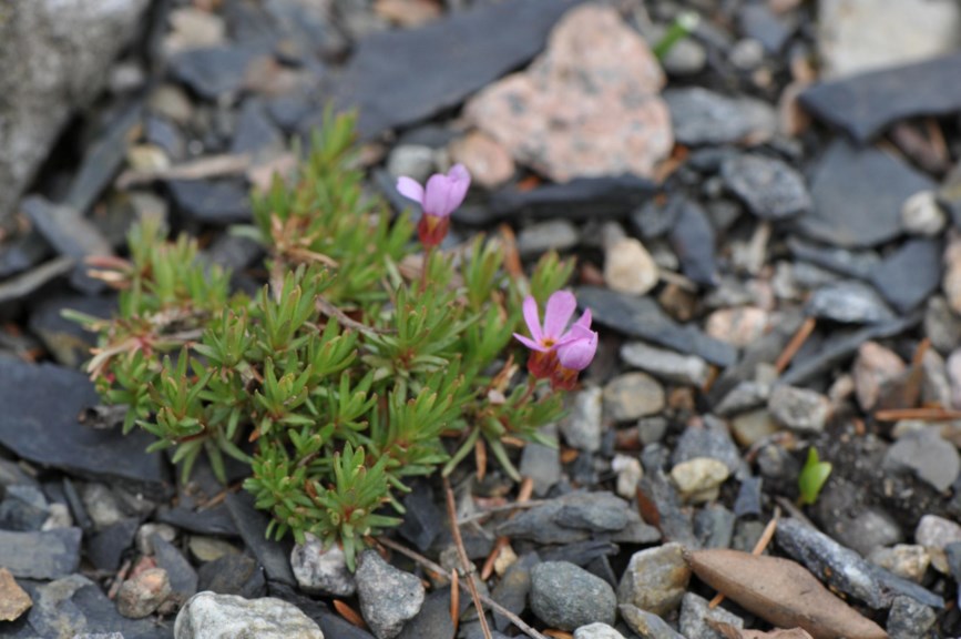 Androsace mariae - Rocky Mountain dwarf-primrose