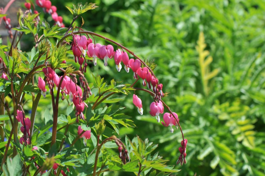 Lamprocapnos spectabilis - Løytnantshjerte, Bleeding Heart | Botanical ...