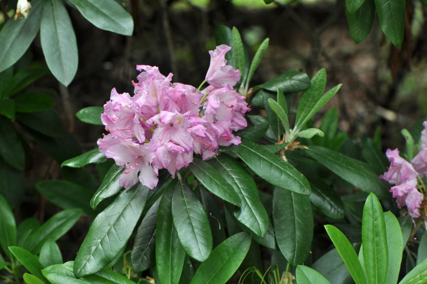 Rhododendron smirnowii