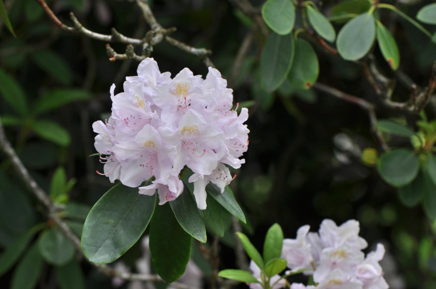 Rhododendron catawbiense 'Parson's Gloriosum' - Alperose-kultivar
