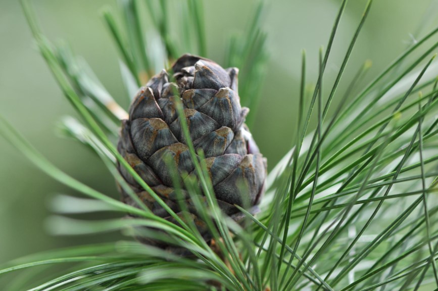 Pinus cembra - Sembrafuru, Arolla Pine