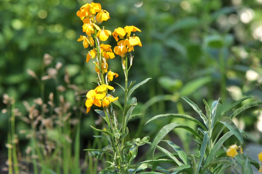 Erysimum × cheiri - Gyllenlakk, Wall-flower