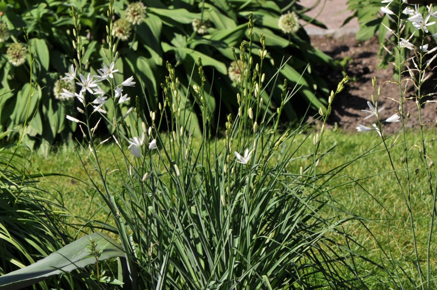 Anthericum liliago - Storsandlilje, St Bernard's Lily