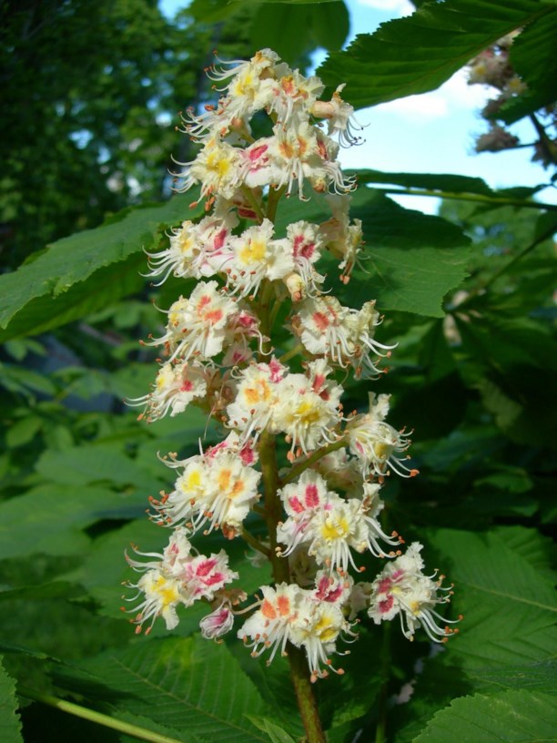 Aesculus hippocastanum Hestekastanje, Horse Chestnut Botanical