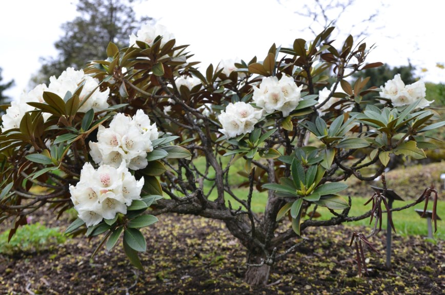 Rhododendron taliense