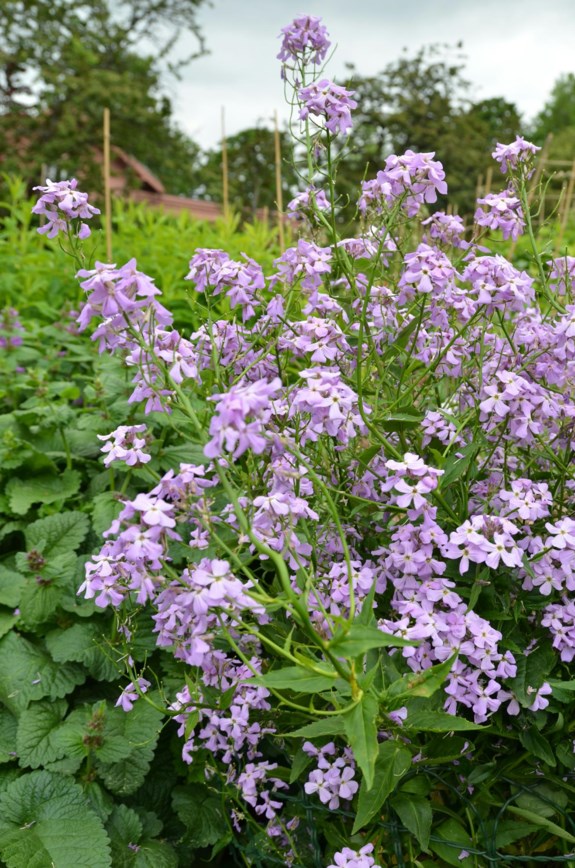 Hesperis matronalis - Dagfiol, Dame´s-violet