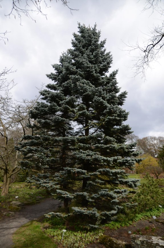Picea pungens 'Glauca Globosa' - Blågran-kultivar