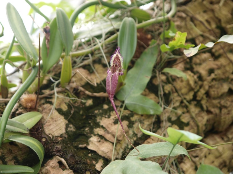Bulbophyllum putidum