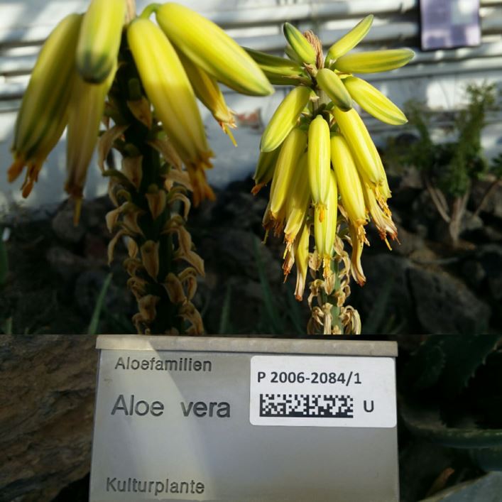Aloe vera - Aloe vera
