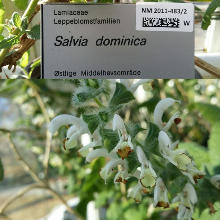 Salvia dominica
