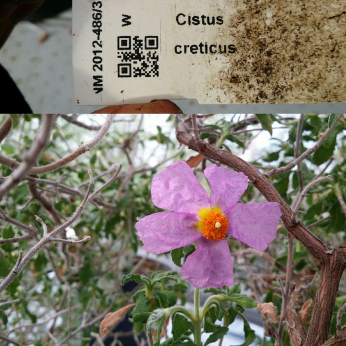 Cistus creticus