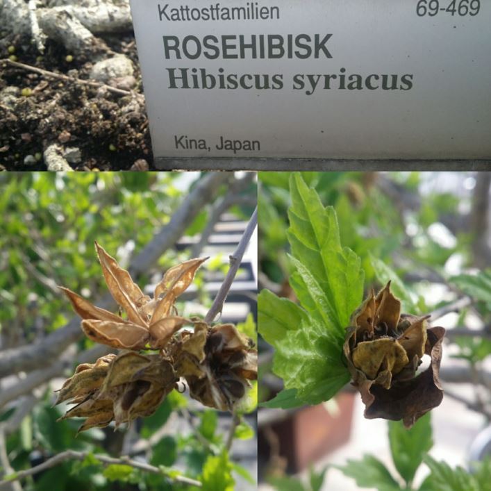 Hibiscus syriacus - Rosehibiskus
