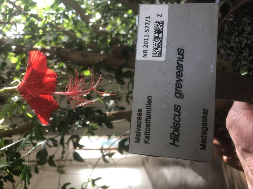 Hibiscus greveanus