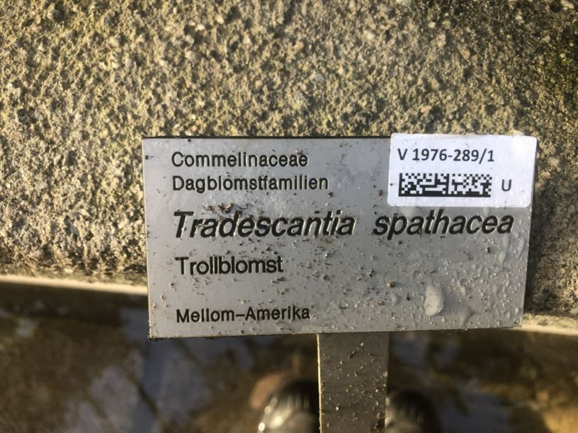 Tradescantia spathacea - Trollblomst