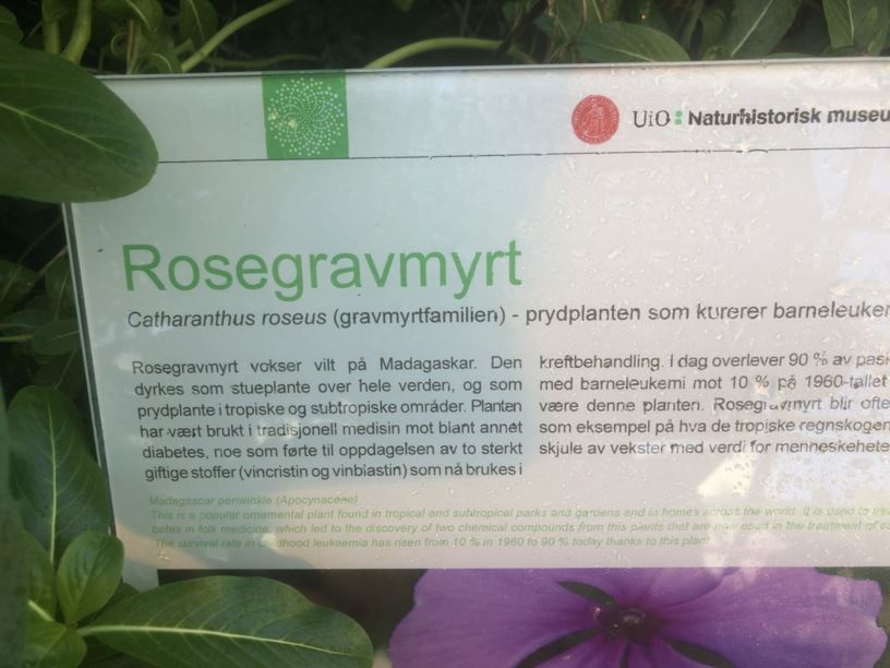 Catharanthus roseus - Rosegravmyrt, Rosy Periwinkle