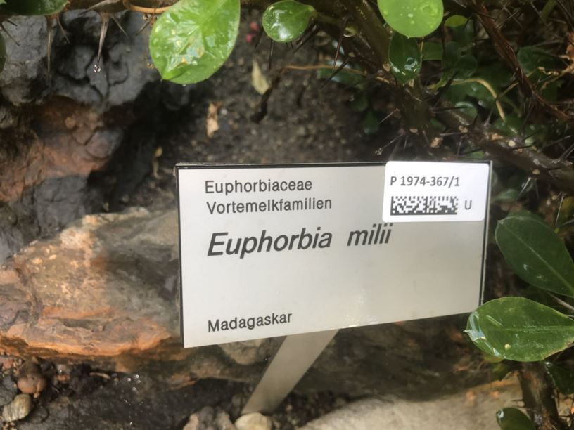 Euphorbia milii - Glansvortemelk