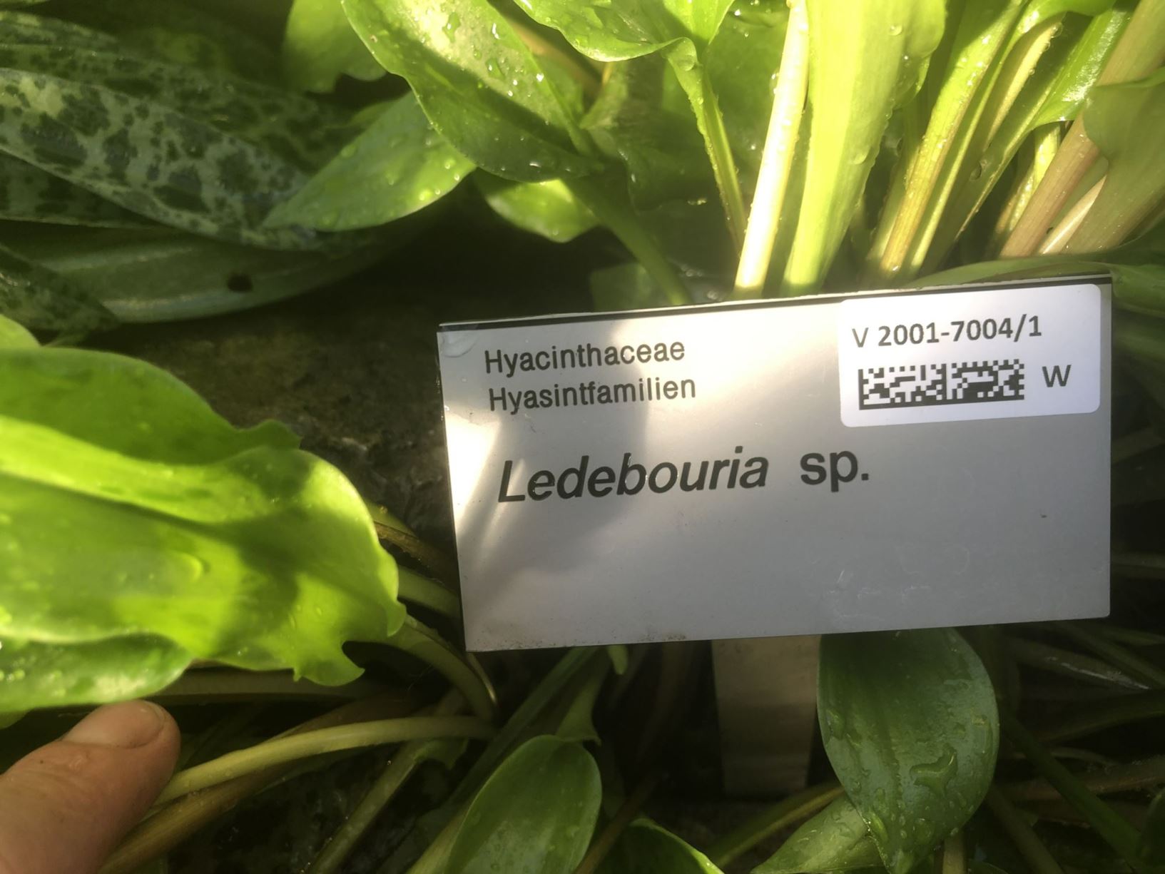 Ledebouria sp.
