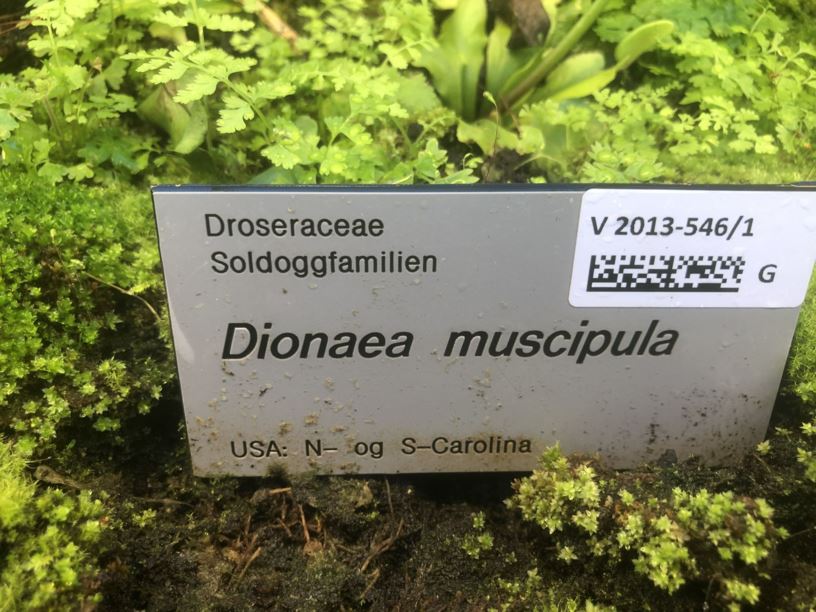 Dionaea muscipula - Venusfluefanger