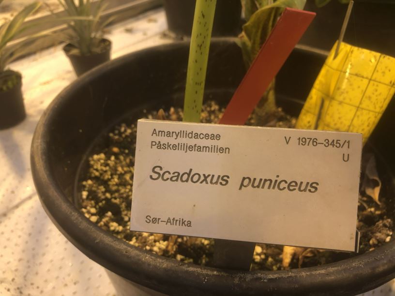 Scadoxus puniceus