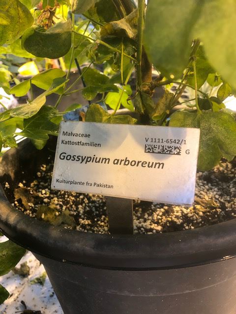 Gossypium arboreum - Bomull, Tree Cotton