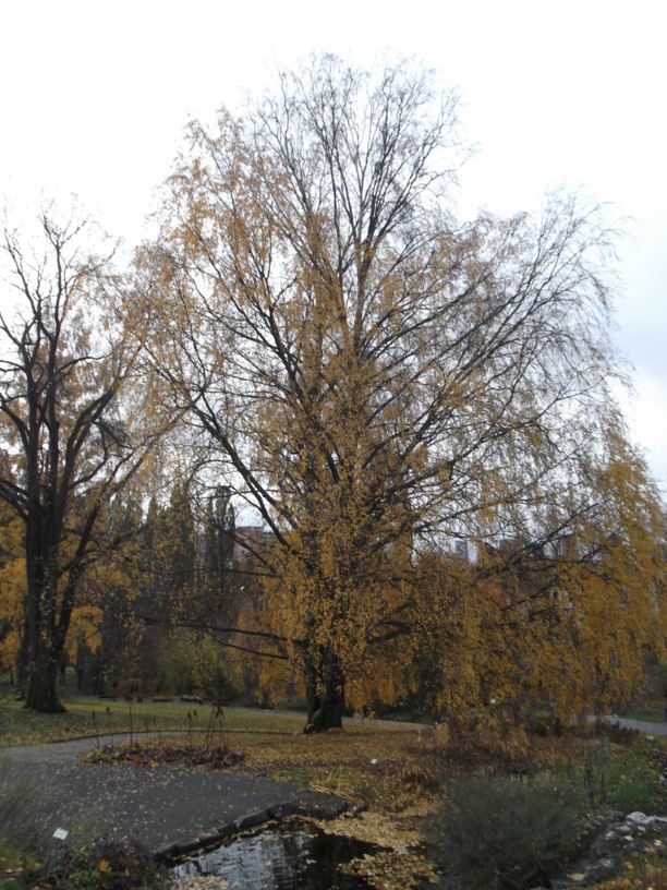 Betula Pendula Hengebjørk Silver Birch Botanical Garden Natural