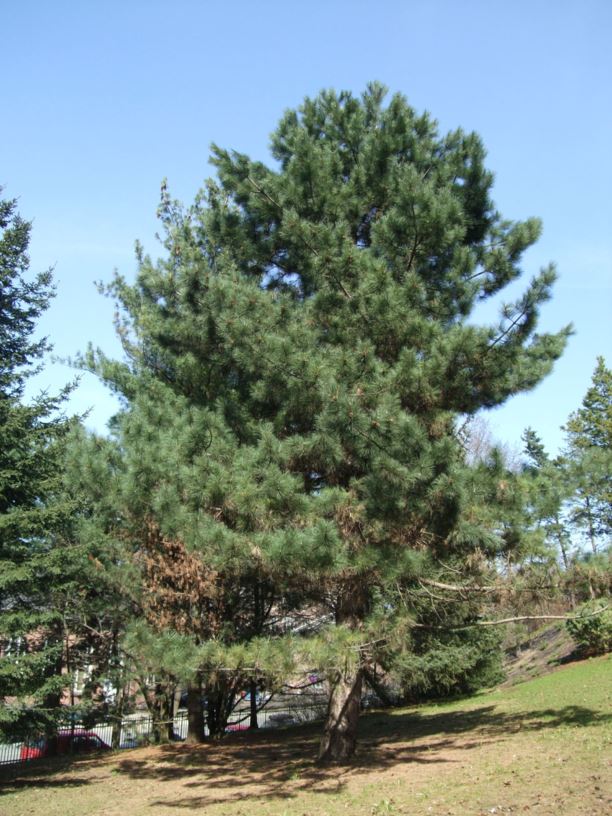 Pinus nigra subsp. nigra - Østeriksk svartfuru, Austrian Pine