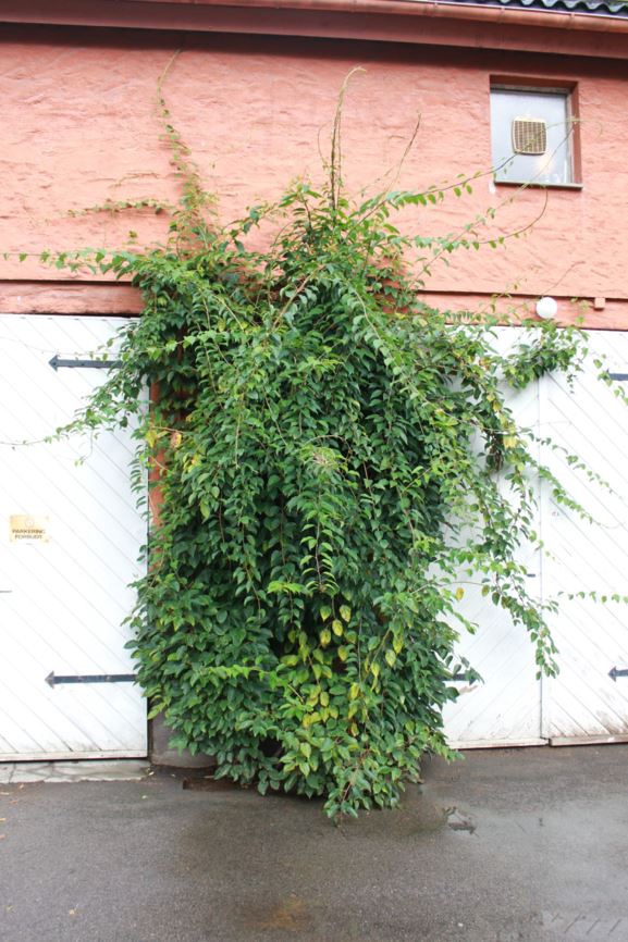 Actinidia arguta - Grønnkattebusk, Tara Vine