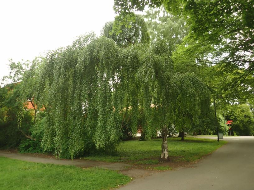 Betula pendula 'Youngii' - Hengebjørk-kultivar