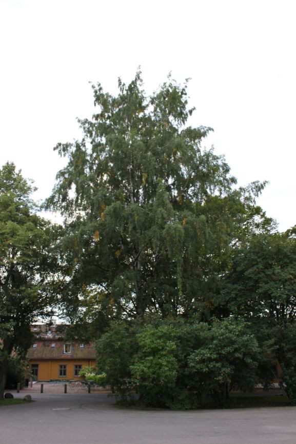 Betula Pendula Crispa Hengebjørk Crispa Botanical Garden