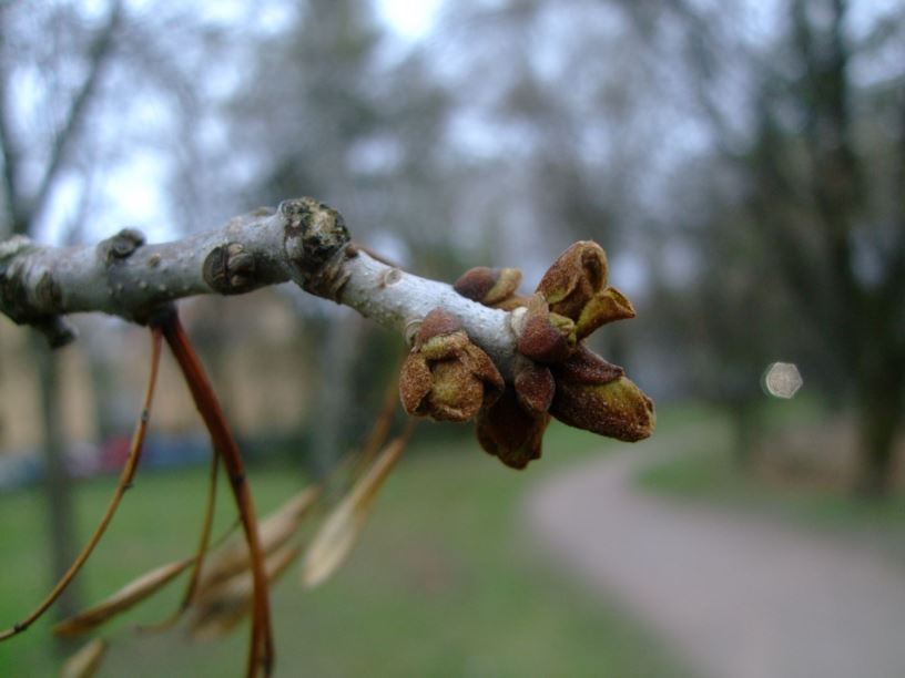 Fraxinus angustifolia subsp. pannonica