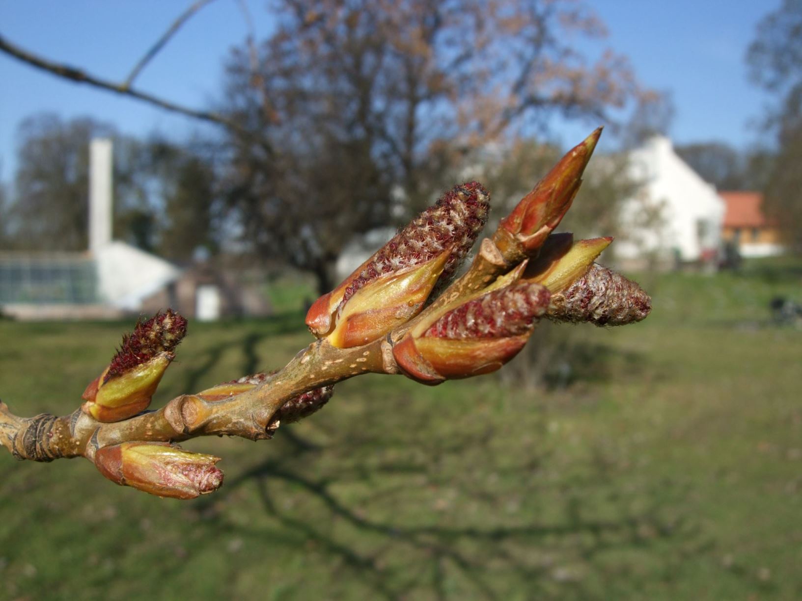 Populus × canadensis 'Serotina' - Landveispoppel