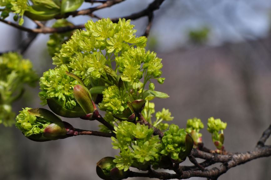 Acer platanoides - Spisslønn, Norway maple | Botanical Garden - Natural ...