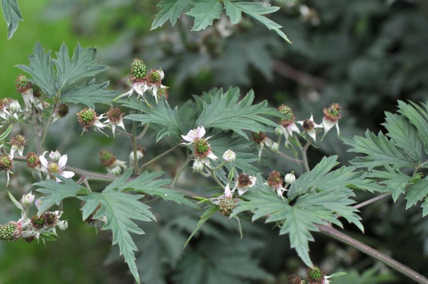 Rubus laciniatus 'Thornless Evergreen' - Bjørnebær