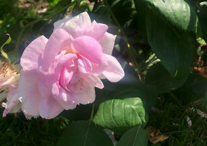 Rosa × alba 'Minette'