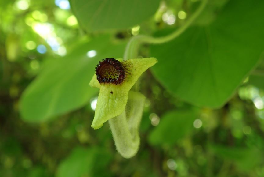 Aristolochia macrophylla - Stor pipeurt