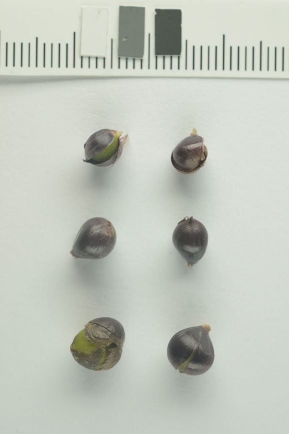 Allium scorodoprasum - Bendelløk, Giant Garlic