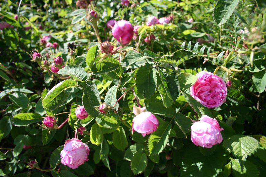Rosa × centifolia 'Major' - Rose