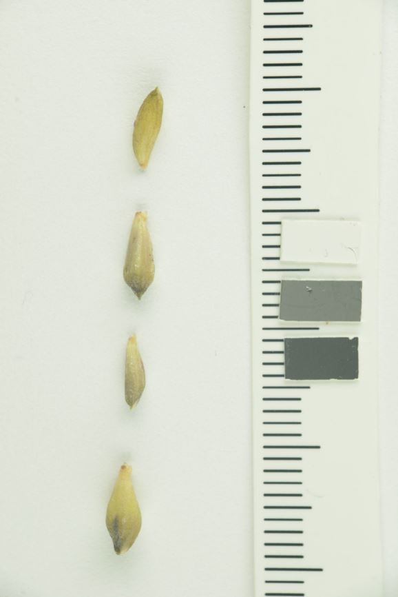 Allium scorodoprasum subsp. scorodoprasum - Bendelløk