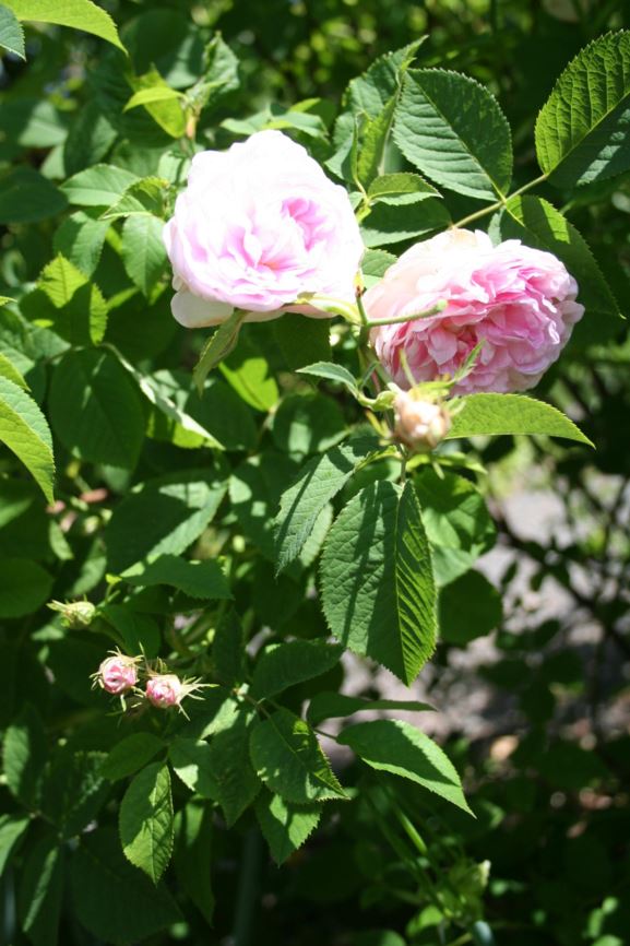 Rosa × alba 'Chloris' - Rose