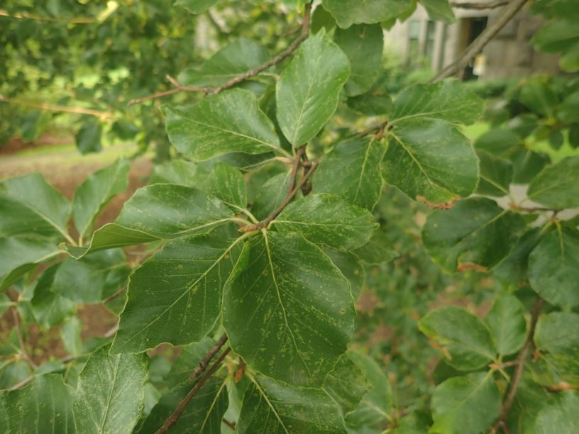 Fagus sylvatica subsp. sylvatica - Vanlig bøk