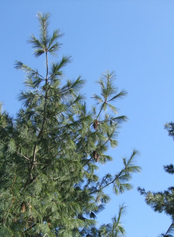 Pinus wallichiana - Tårefuru