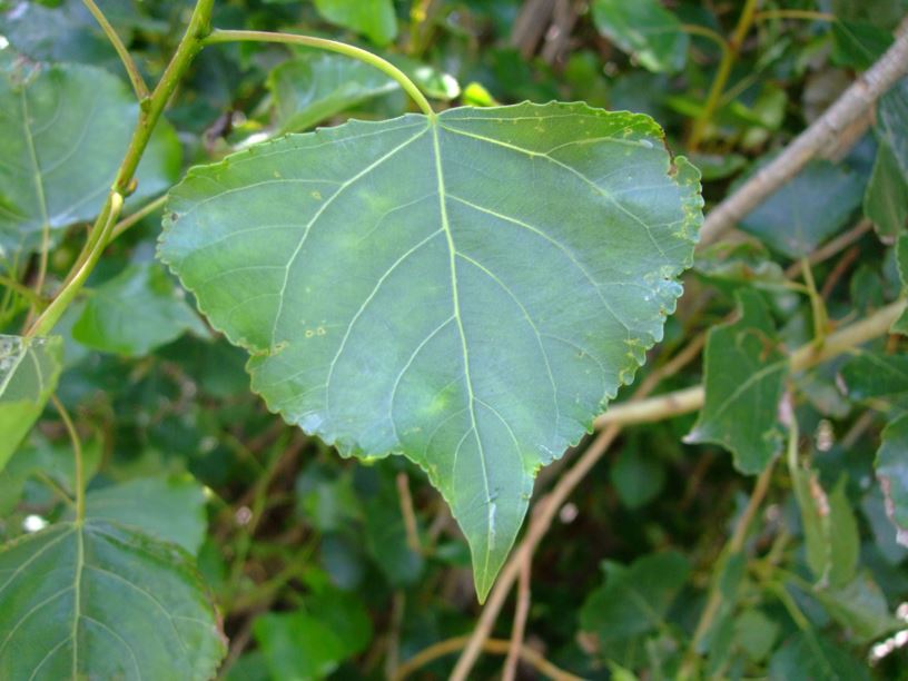 Populus nigra 'Italica' - Pyramidepoppel, Black Poplar