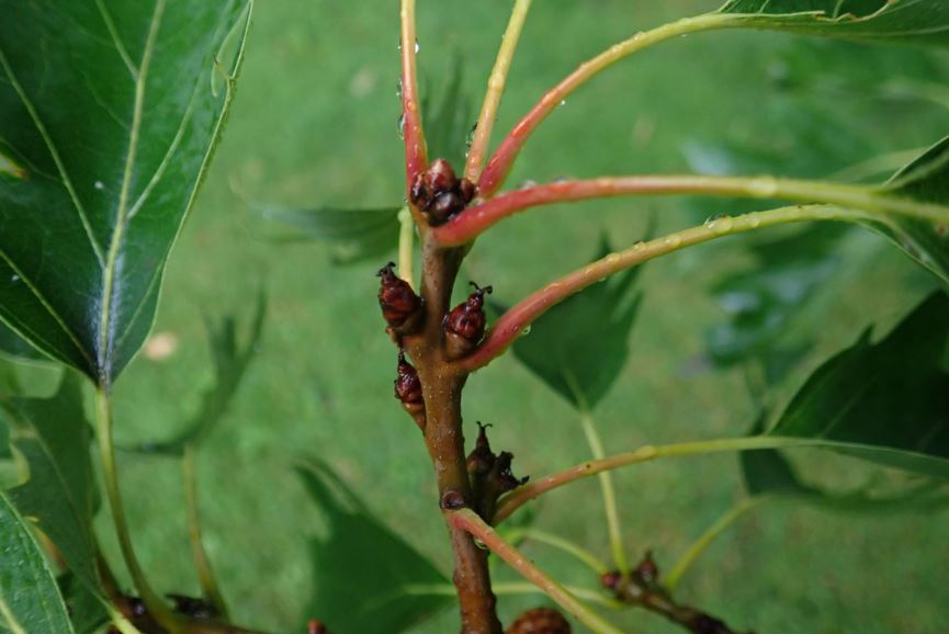 Quercus rubra - Rødeik
