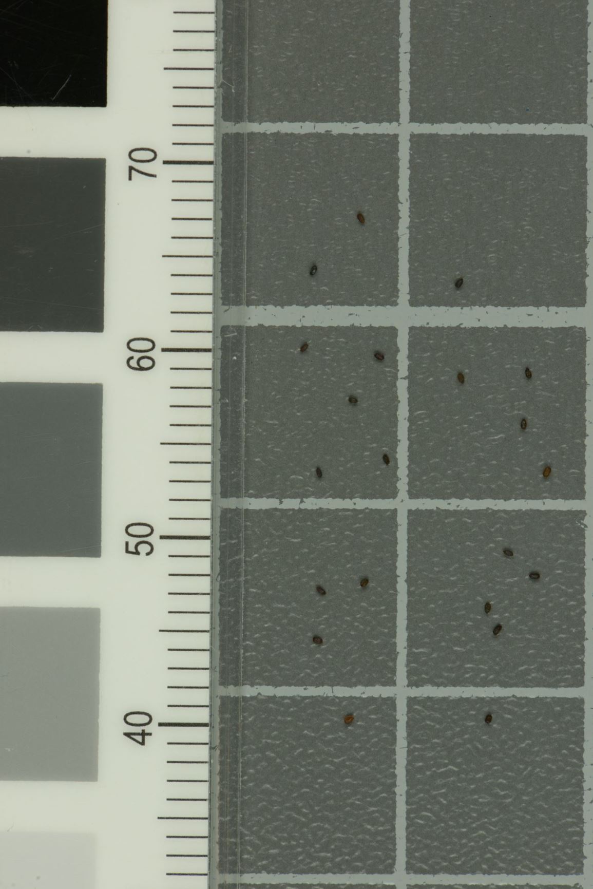 Saxifraga granulata - Nyresildre