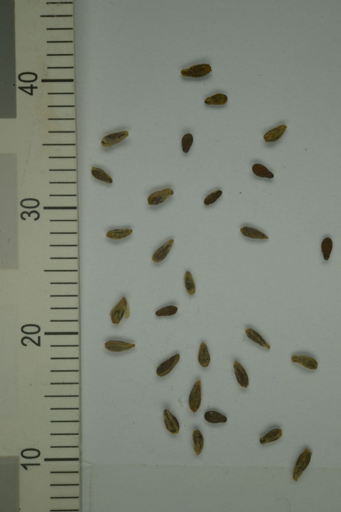 Artemisia norvegica - Norsk Malurt
