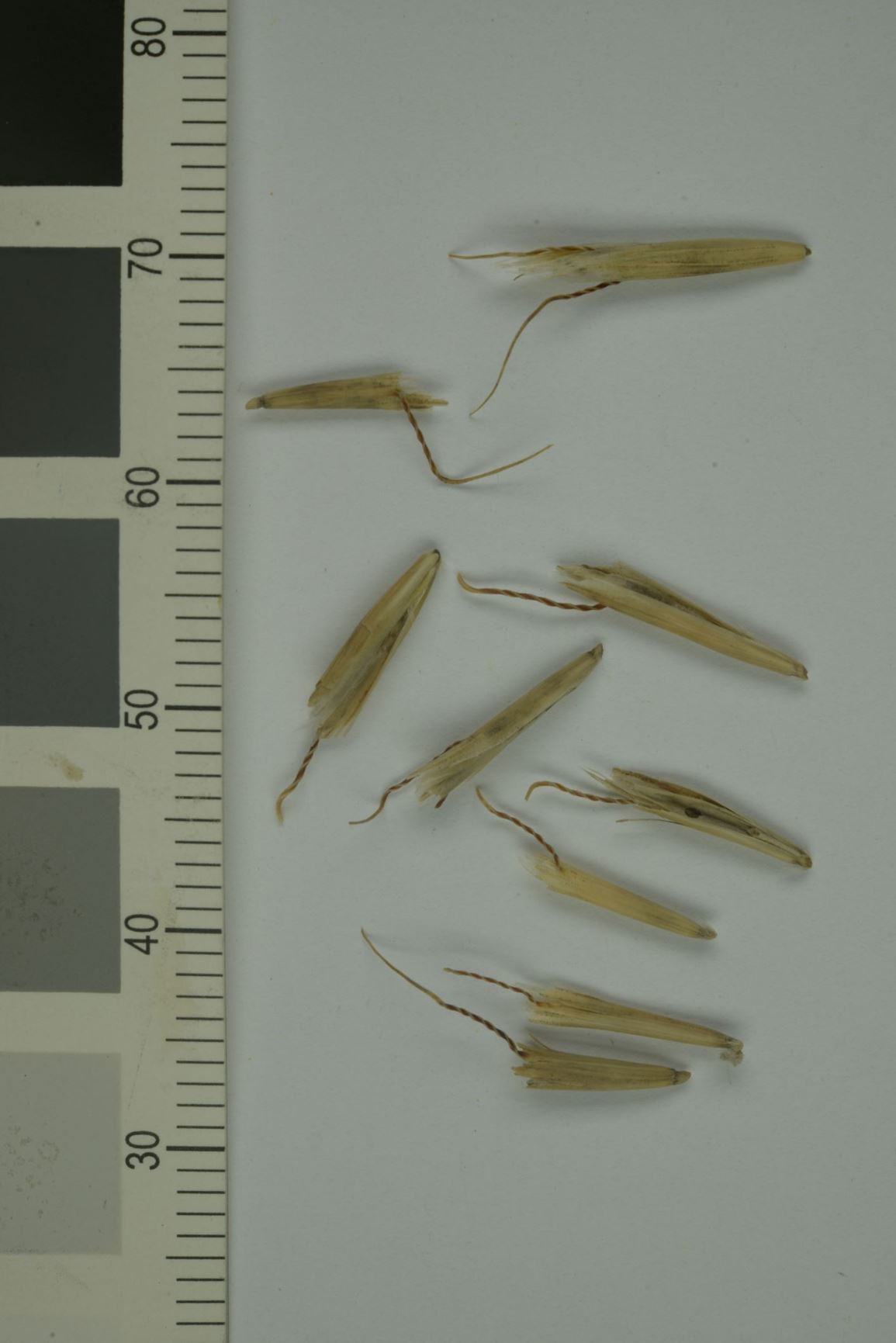 Avenula pratensis - Enghavre, Meadow Oat-grass