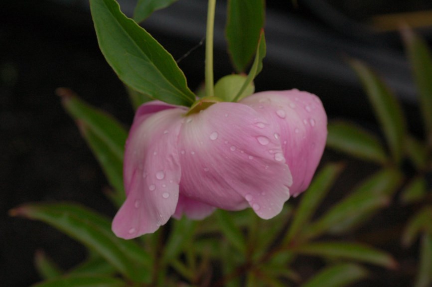 Paeonia lactiflora - Kinapeon, Silkepeon, Chinese Peony, Garden Peony